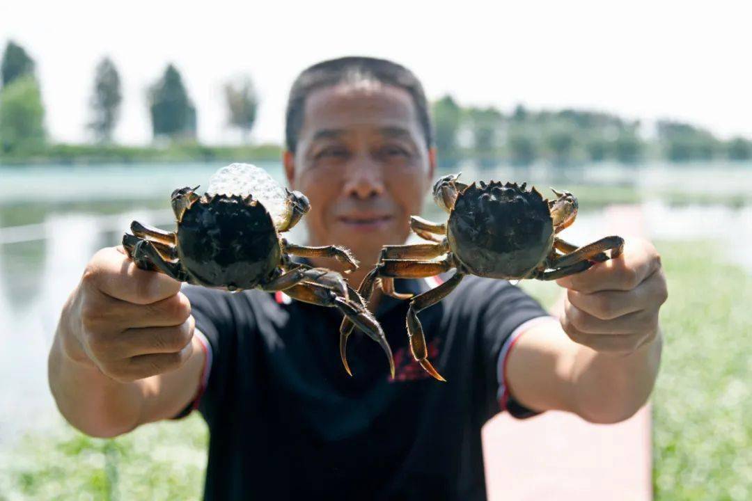 長蕩湖大閘蟹上市時間與湖畔的寧靜之旅