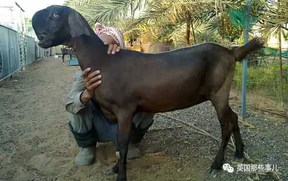 比特羊最新資訊,比特羊最新資訊,引領(lǐng)數(shù)字時(shí)代的先鋒力量