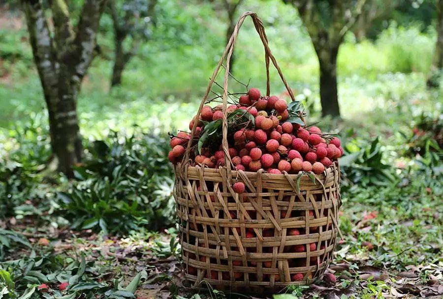 廣東荔枝最新動態,甜蜜家庭時光與荔枝的緣分