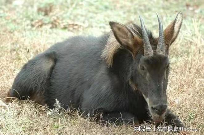 四不像正版+正版四不像,深入研究執行計劃_輕量版11.460