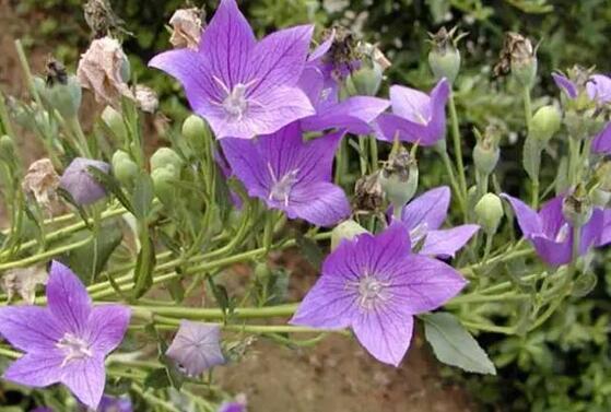 桔梗最新市場價格及市場趨勢深度解析