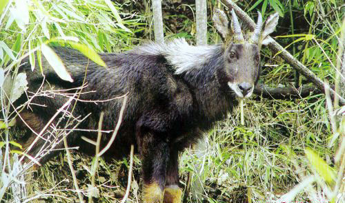 正版四不像資料生肖圖,案例實證分析_初學版95.362