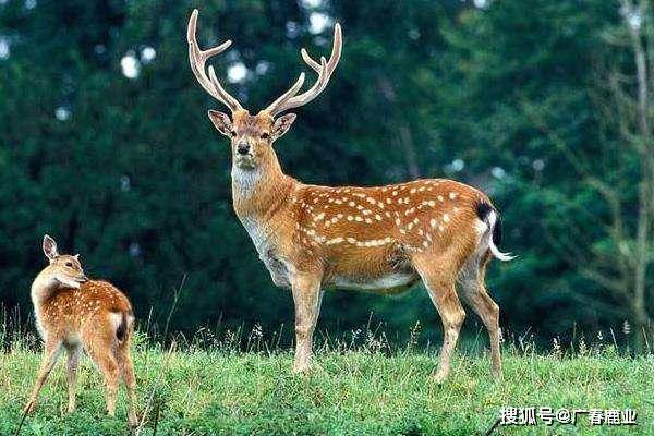 黃大仙免費(fèi)資料大全最新,實(shí)時(shí)更新解釋介紹_仿真版71.790