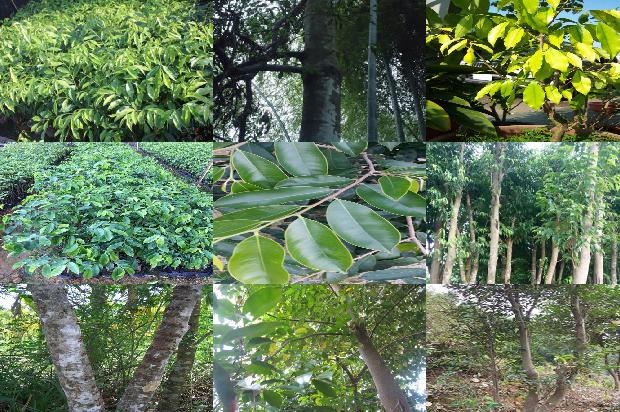 深度解析,5年沉香樹整棵價格全面剖析