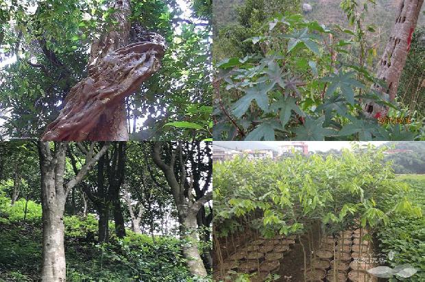 深度解析,5年沉香樹整棵價格全面剖析