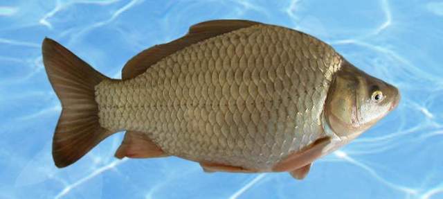 最新鯽魚品種詳解,探索新品種的魅力