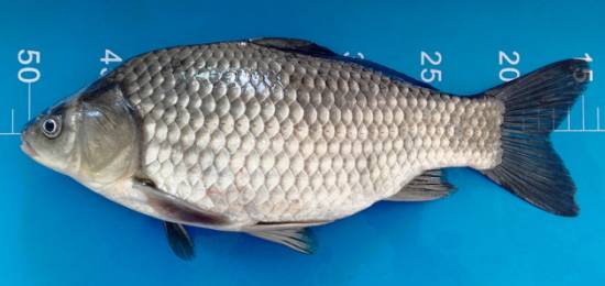 最新鯽魚品種詳解,探索新品種的魅力