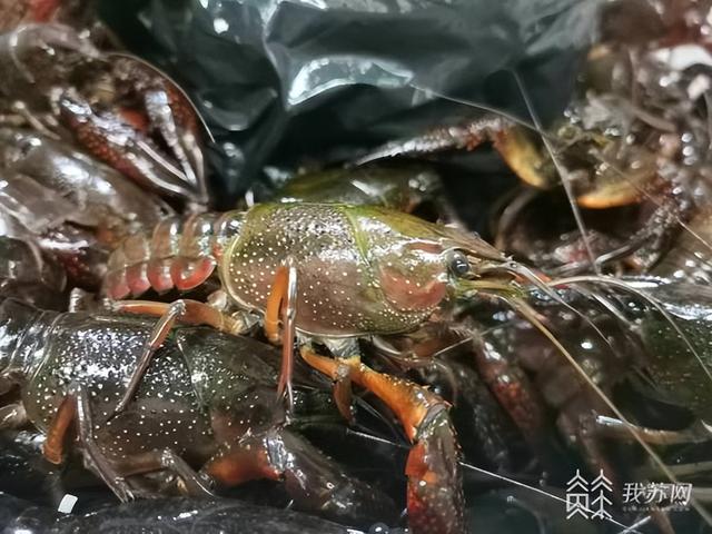 小龍蝦上市公司,產業繁榮下的多維視角深度剖析