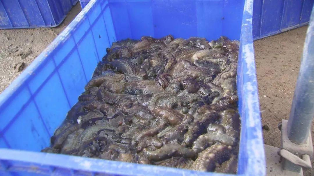 珍貴友情與海參故事,80-100頭海參價格表與珍貴體驗