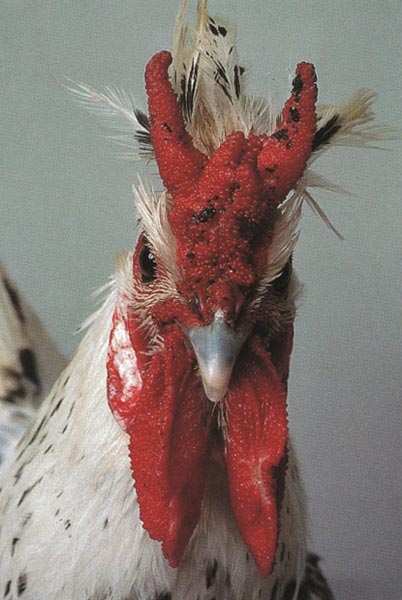 最新母雞品種,最新母雞品種與溫馨農場生活