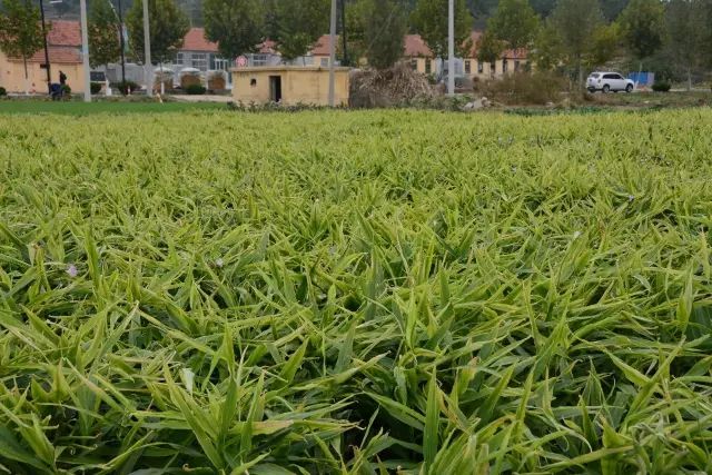 乳山大姜最新行情動態更新,市場走勢分析