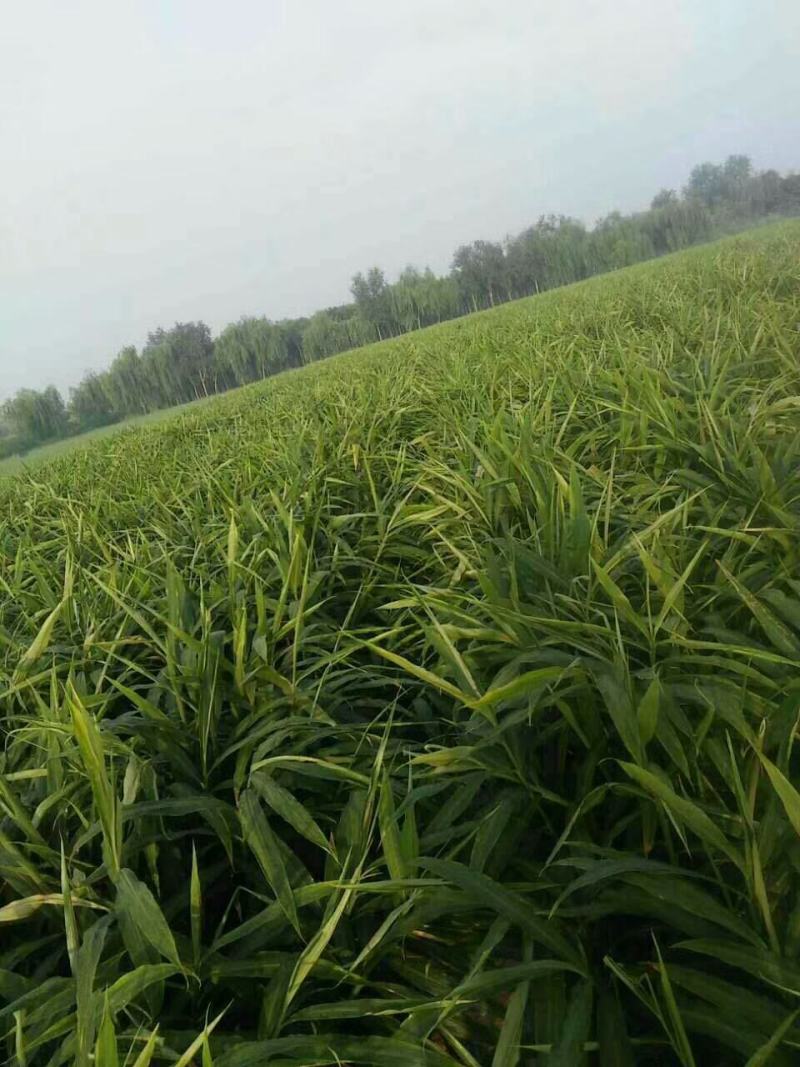 青州大姜最新行情分析與趨勢預測