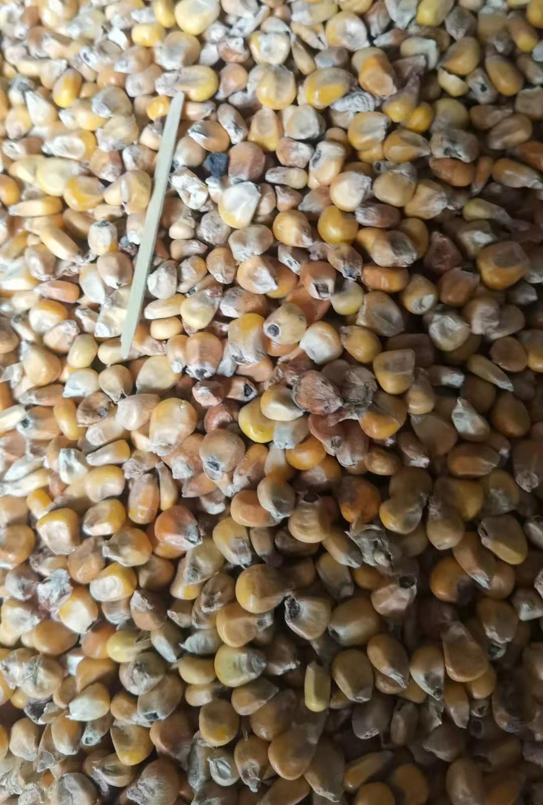 美國大豆期貨最新動態,自然美景中的旅行邂逅