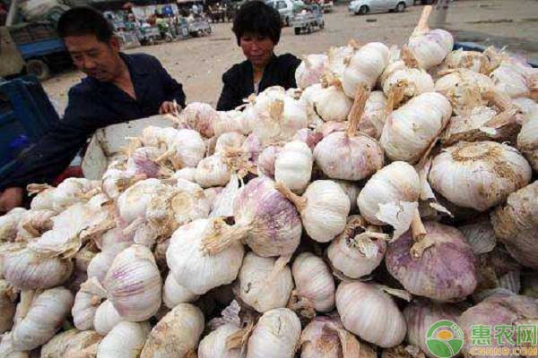 今日大蒜行情深度解析與預(yù)測(cè)