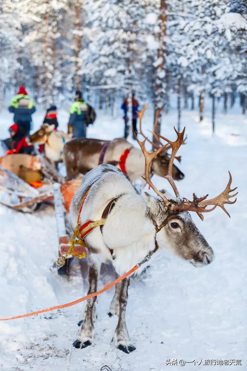 最新鈴聲推薦,愛的旋律與溫馨日常之美妙鈴聲賞析