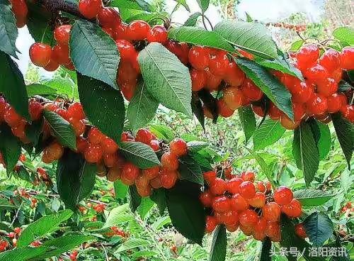 西工區紅山鄉最新動態更新,最新資訊速遞