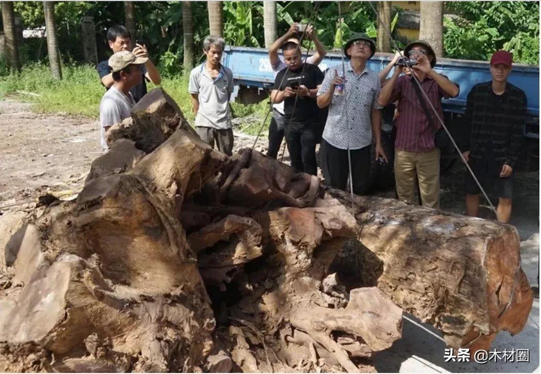 越南黃花梨的市場故事,友情與溫馨旅程的交織