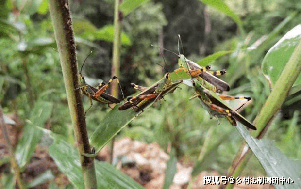 竹蝗最新資訊與防治觀察全面指南
