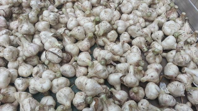 今日金鄉(xiāng)蒜片報價動態(tài),變化中的學(xué)習(xí)助力實現(xiàn)夢想與自信