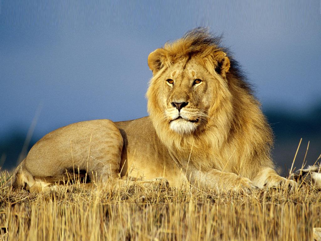 動(dòng)物世界最新資訊速遞