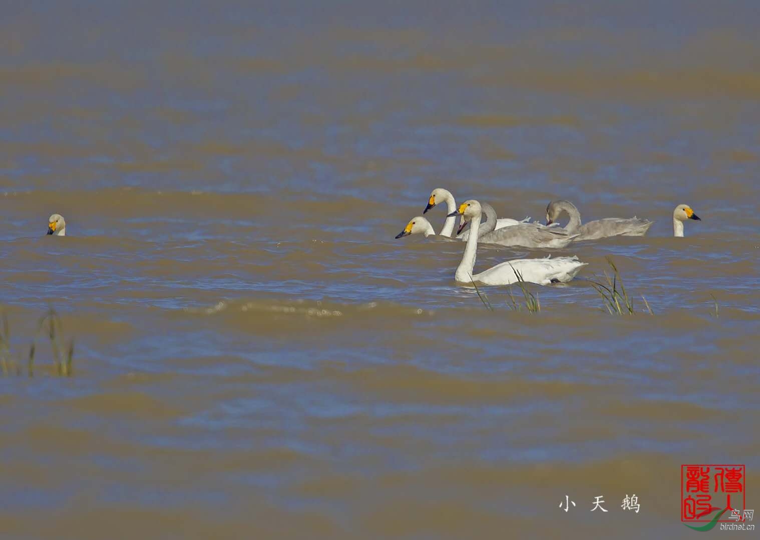小天鵝最新動態及洗衣機操作與保養指南