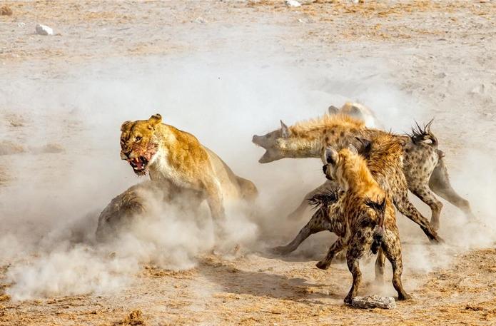 叢林大作戰(zhàn)2最新版,友情冒險(xiǎn)之旅開啟!